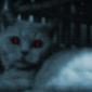 Negative-boy-31